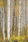 aspen, tree, trees, gold, fall, fall color, Colorado
